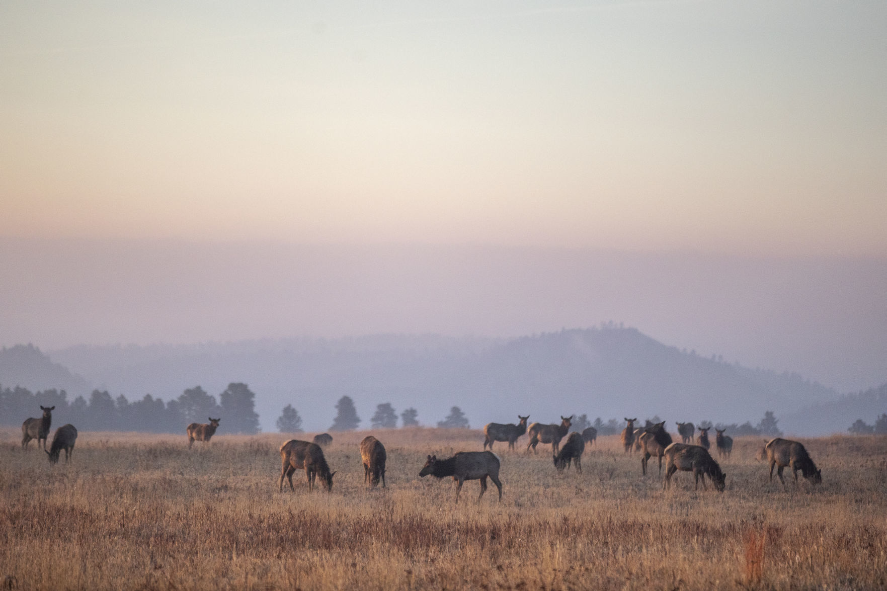 Custer State Park